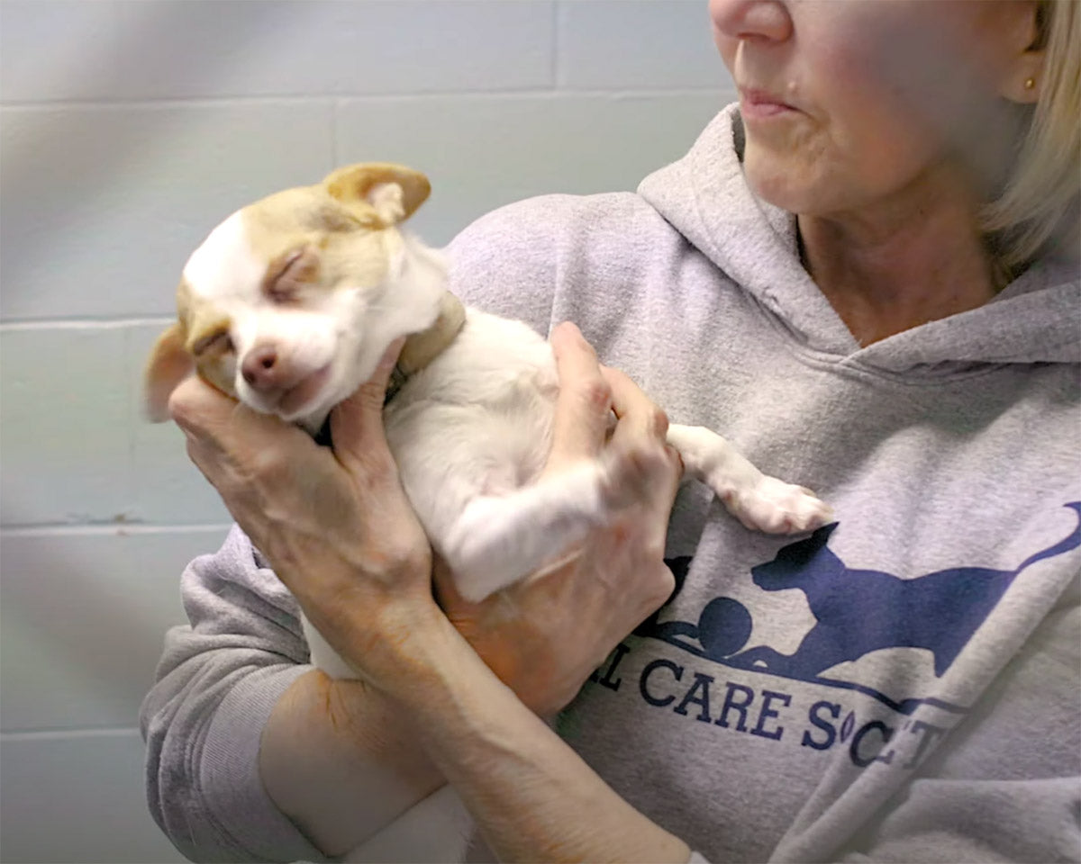 The Animal Care Society